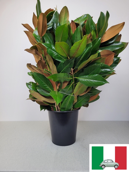 <h4>MAGNOLIA PB</h4>