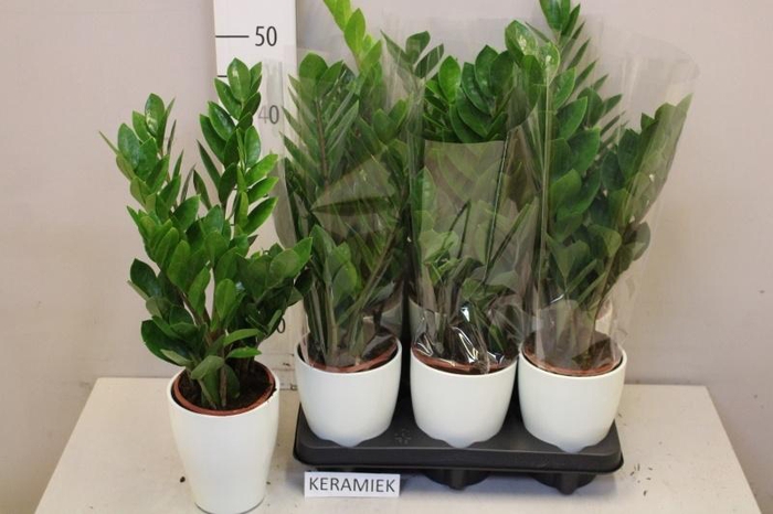 <h4>ZAMIO ZAMIIFOLIA</h4>