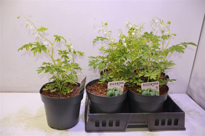 <h4>Dice Sp Alba</h4>