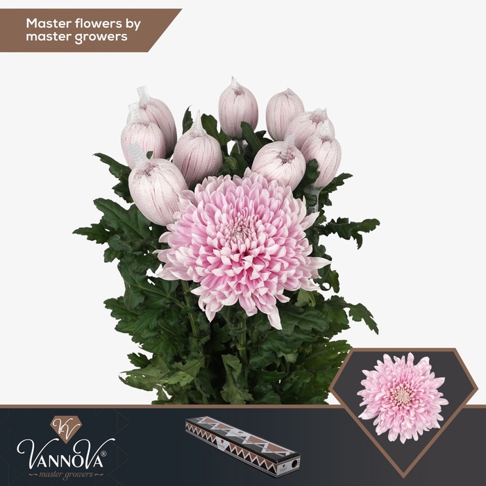 <h4>Chrysanthemum PL 'Honeymoon'</h4>
