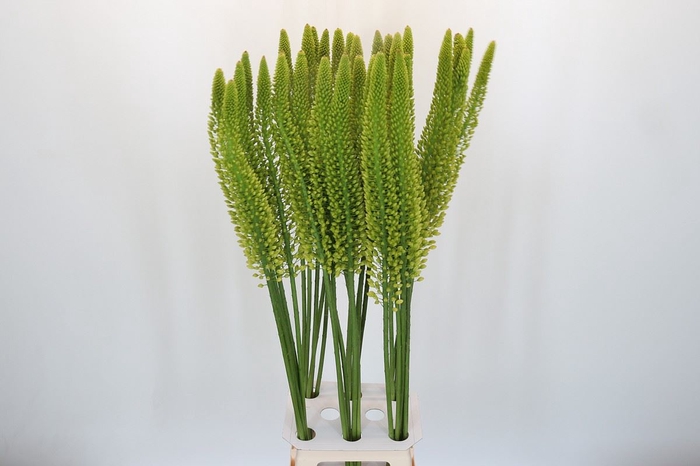 <h4>Eremurus  'Yellow Cleopatra'</h4>