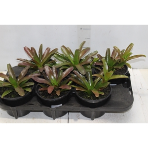 NEOREGELIA FIRE BALL P15