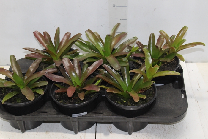 <h4>NEOREGELIA FIRE BALL P15</h4>