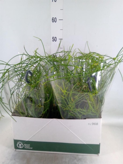 <h4>Rhipsalis   ...</h4>