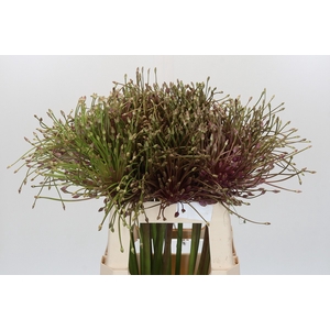 Allium Schubertii