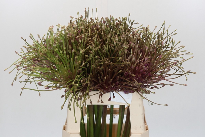 Allium Schubertii