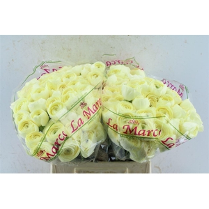 Ran Kloon Prima Commedia