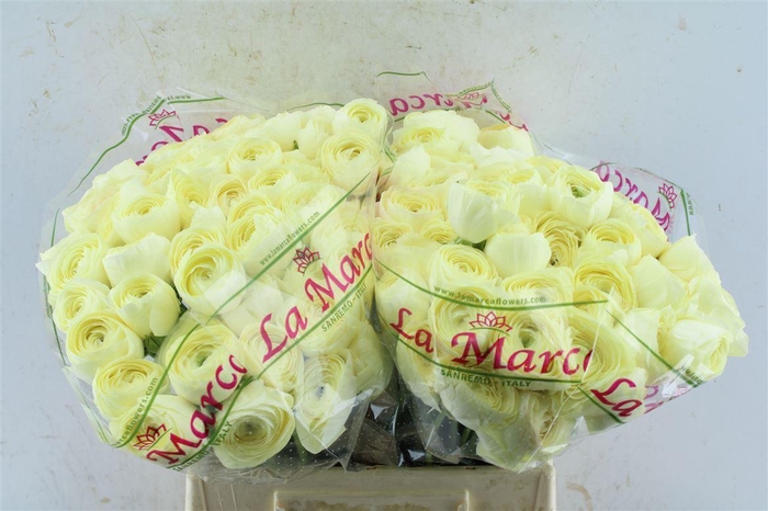 <h4>Ran Kloon Prima Commedia</h4>