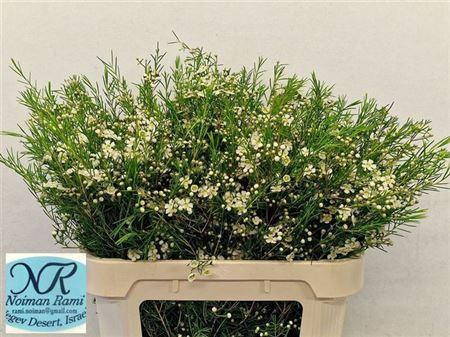 <h4>Chame Un Ofir</h4>