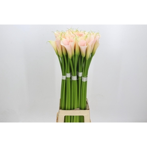 Zantedeschia Eydolls Salmon