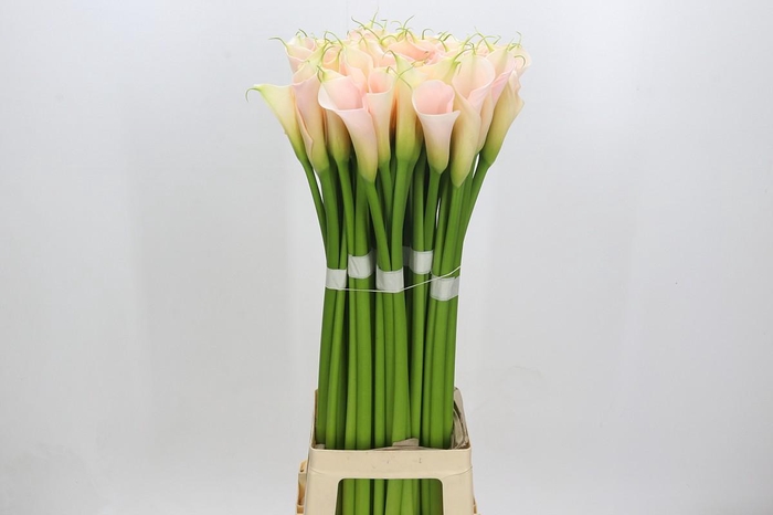 <h4>Zantedeschia Eydolls Salmon</h4>