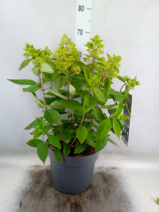 <h4>Hydrangea pan.</h4>