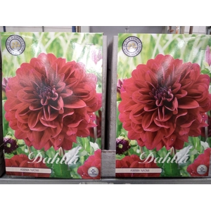 Dahlia   ...flowerbulbs