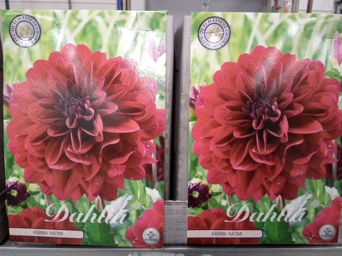 <h4>Dahlia   ...flowerbulbs</h4>