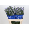 Aster Cassandra