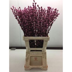 Katjes Salix Rose