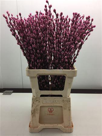 <h4>Katjes Salix Rose</h4>