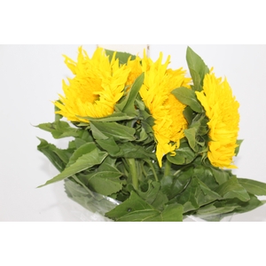 GIRASSOL STARBURST GREENBURST 070 CM