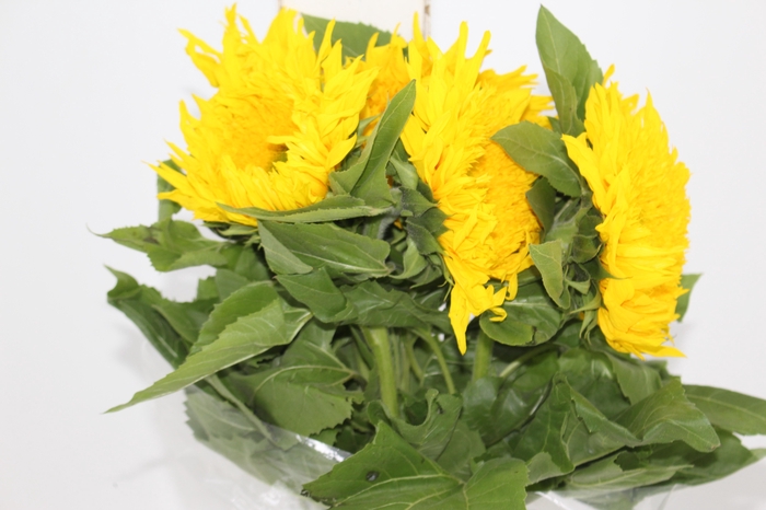 <h4>GIRASSOL STARBURST GREENBURST 070 CM</h4>