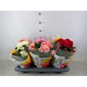 Begonia elat. DU   ...mix