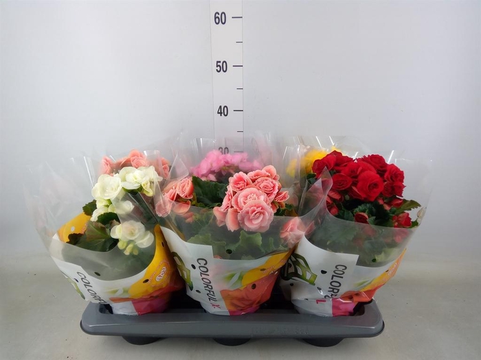 <h4>Begonia elat. DU ...mix</h4>