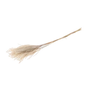 Bunch Fluffy Silver Grass 10 Pcs L75