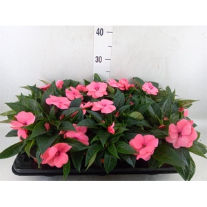 Impatiens NG 'ColPow Salmon'