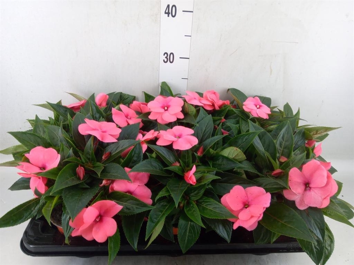 <h4>Impatiens NG 'ColPow Salmon'</h4>