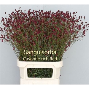 Sang Of Cayenn R Red