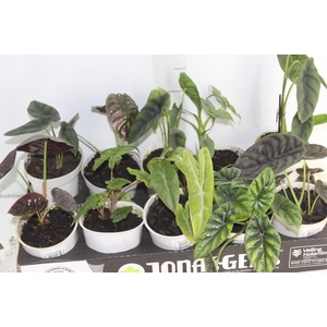 ALOCASIA P12
