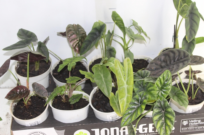 <h4>ALOCASIA P12</h4>