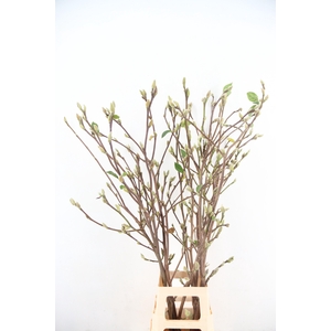 MAGNOLIA SUPERBA 120CM
