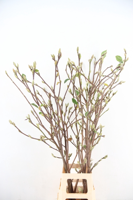 <h4>MAGNOLIA SUPERBA 120CM</h4>
