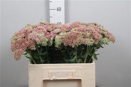 <h4>Sedum Spectabile</h4>