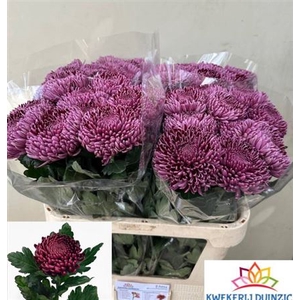 Chr G Bigoudi Purple