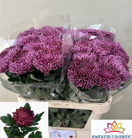 <h4>Chr G Bigoudi Purple</h4>