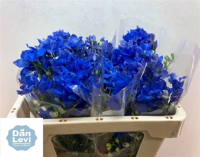 <h4>DELPH EN ENERGY BLUE</h4>