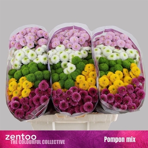 Chr S Pompon Gem Bs