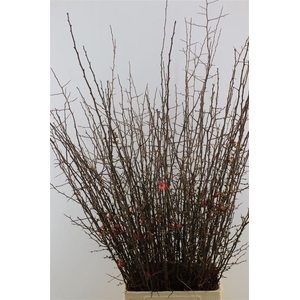 Chaenomeles Japonica Red