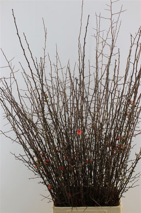 <h4>Chaenomeles Japonica Red</h4>