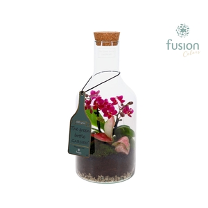 Green Bottle Fles Small met Phalaenopsis arrangement