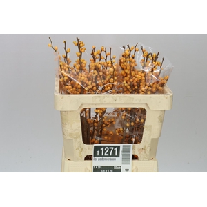 Ilex Golden Verboom