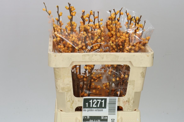 <h4>Ilex Golden Verboom</h4>