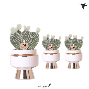 Kolibri Greens Opuntia white in Le Chic pot silver