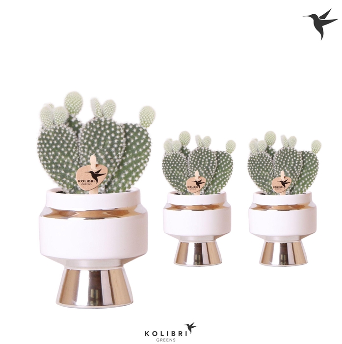 <h4>Kolibri Greens Opuntia white in Le Chic pot silver</h4>