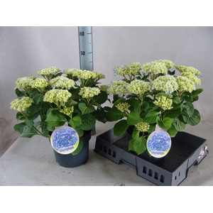 Hydrangea mac.   ...