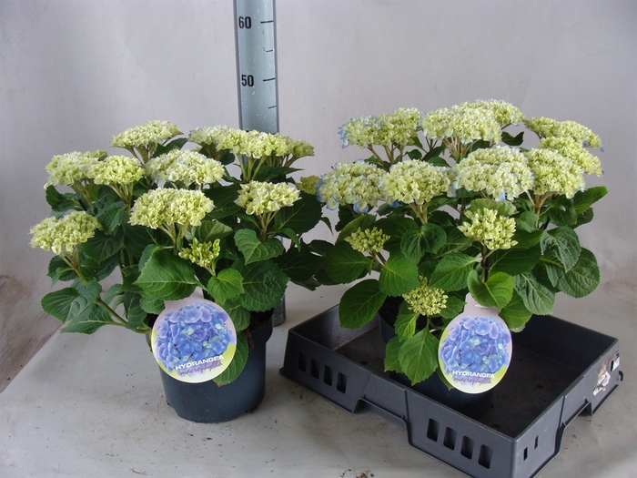 <h4>Hydrangea mac.   ...</h4>