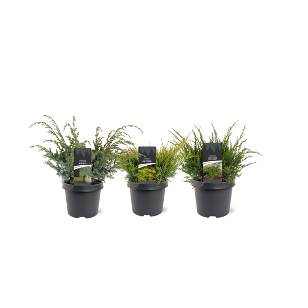 <h4>Juniperus mix struikvormig</h4>
