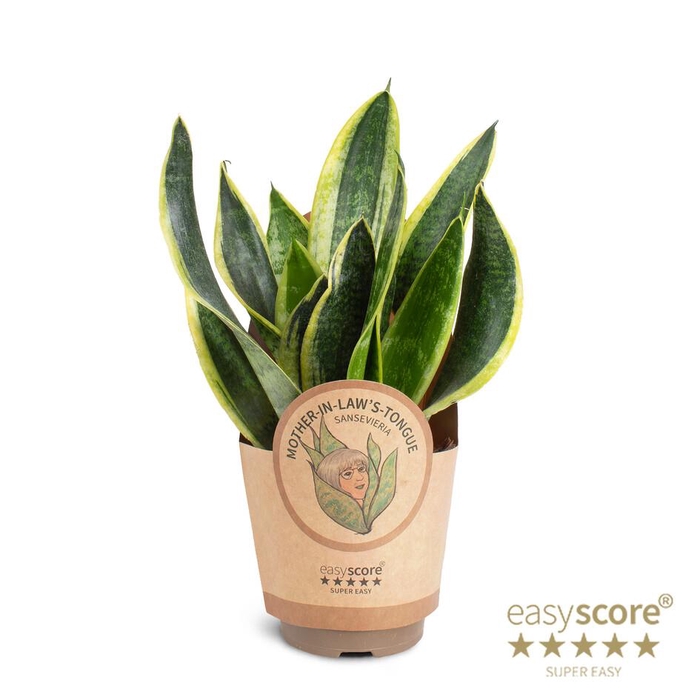 <h4>SANSEVIERIA TRIFASCIATA P11 SUPERBA</h4>