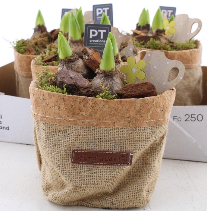 <h4>ARR HYACINTH</h4>